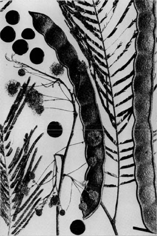Datei:Anadenanthera-peregrina-bw.png
