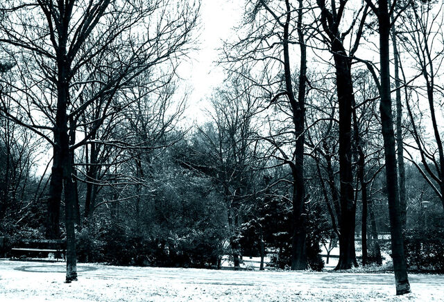Fájl:Snow.jpg