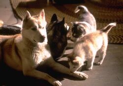 Diefenbaker Puppies Wild Bunch