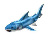 Char jetshark