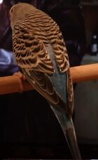 Petey the bird