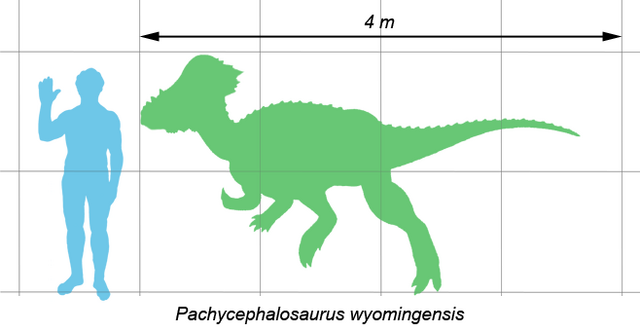 File:MaulheadSize.png