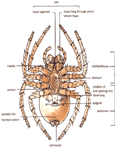 File:Spider Physiology.gif