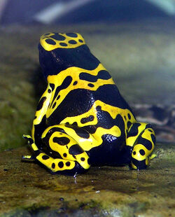 Yellow-banded.poison.dart.frog