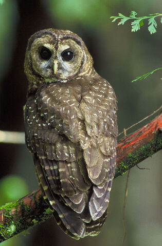 File:Northern Spotted Owl.jpg