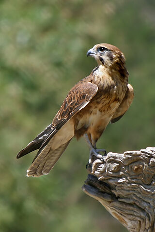 File:Brown Falcon.jpg
