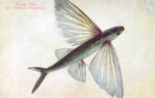 Flying fish images