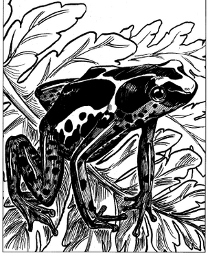 Poison dart frog
