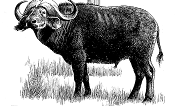 CapeBuffalo