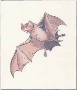 Bat