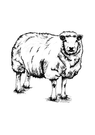 Sheep