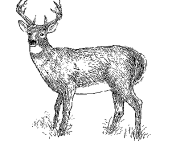 Deer