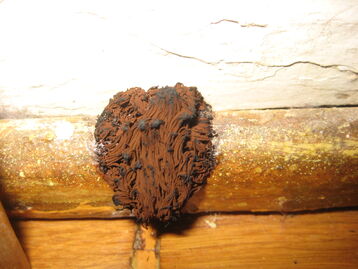 Brownmold