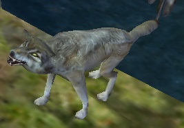 Gray Wolf