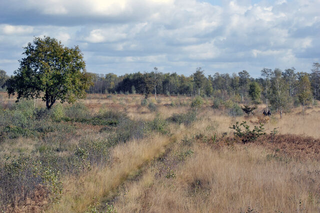 File:38308586.jpg