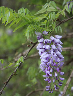 Wisteria frutescens flower cluster-1-