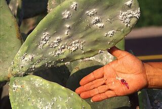 014 cochineal