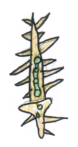 File:Light pine.png