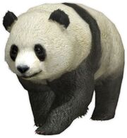 Panda (DW7)