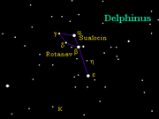 Delphinus