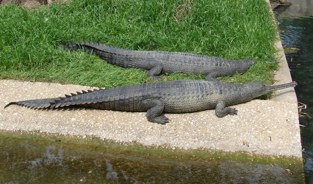 File:Gharial.jpg