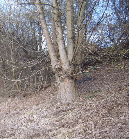 Datei:Plochingen-1268.jpg