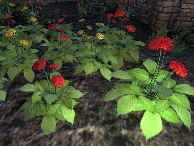 File:Ginseng Plant.png