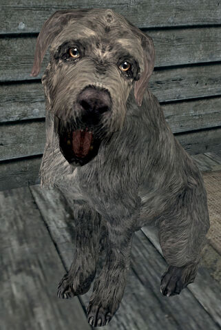 File:Meeko.jpg