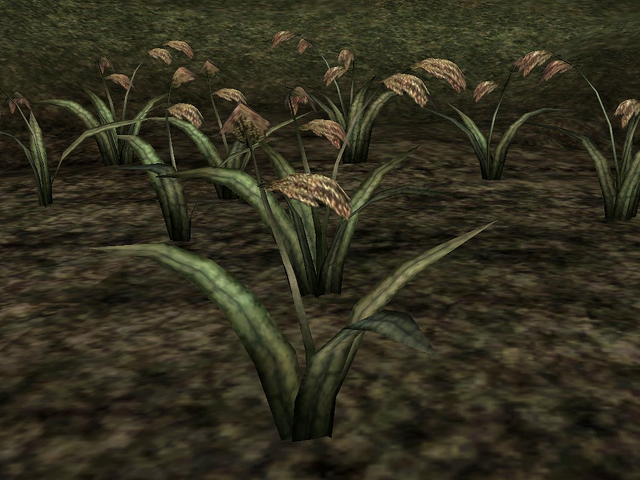 File:Saltrice.png