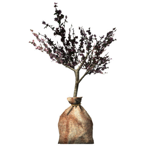 File:EldergleamSapling.png