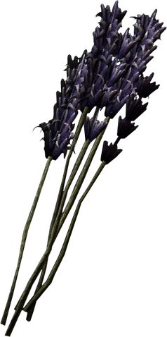 File:Lavender.png