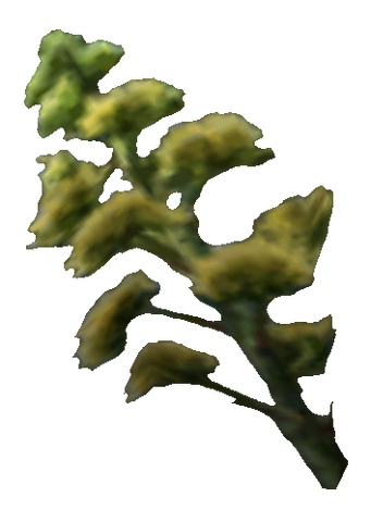 File:Golden Sedge Flowers Tribunal.png