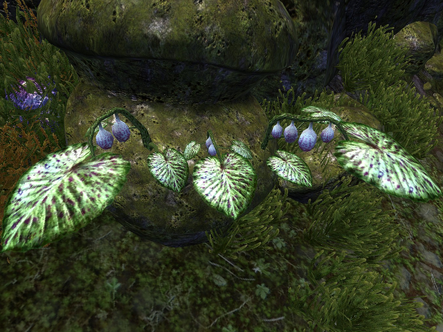 File:Alocasia.png