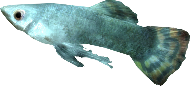 File:Silverside perch.png