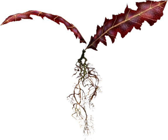 File:TESV Crimson Nirnroot.png