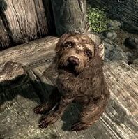 Skyrimdog2.jpg