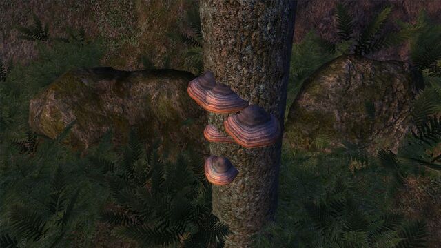 File:Tinder Polyporee.jpg