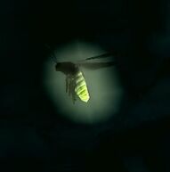 Torchbug.jpg
