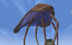 Bull Netch.jpg