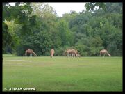 Tierpark Berlin1.jpg