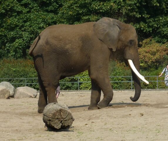 Datei:Tembo.jpg