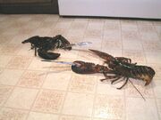 Lobsterbattle