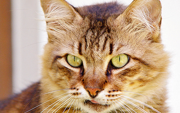 Cat by elkcreek-d7z5oi6