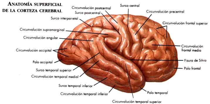 4cerebro.jpg