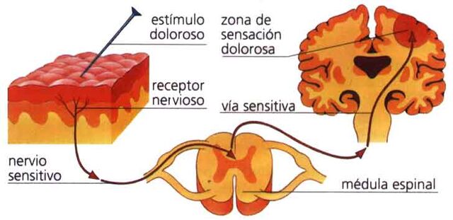 Archivo:9dolor.jpg