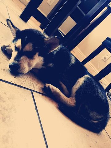 File:Malibu the dog.jpg