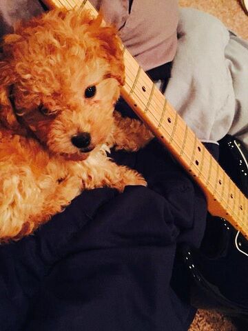 File:Zues the dog.jpg