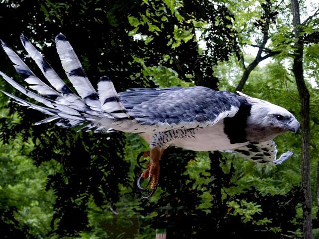 File:Harpy-Eagle 02.jpg