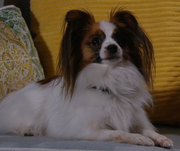 Tootsie