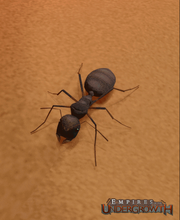 Black Garden Ant